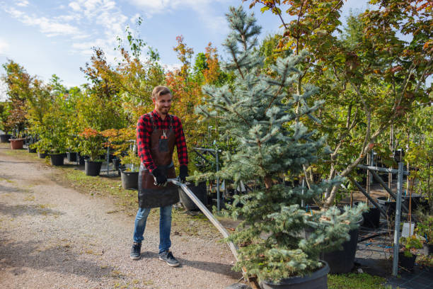 Best Hazardous Tree Removal  in Taylor Creek, FL